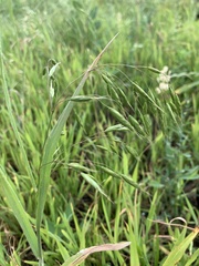 Bromus tectorum