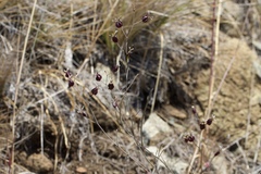 Streptanthus glandulosus niger