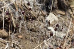Streptanthus glandulosus niger