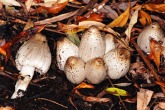 Coprinopsis depressiceps