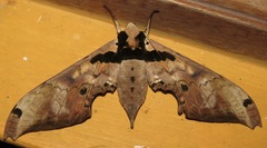 Adhemarius gannascus