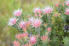 Leucadendron radiatum