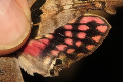 Adhemarius gannascus