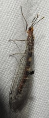 Megistopus flavicornis