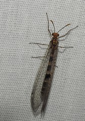 Megistopus flavicornis