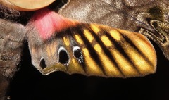 Adhemarius sexoculata