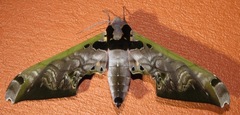 Adhemarius sexoculata