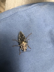 Chalcophora virginiensis