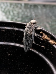 Chalcophora virginiensis