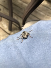 Chalcophora virginiensis