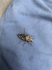 Chalcophora virginiensis