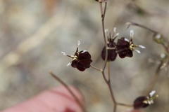 Streptanthus glandulosus niger