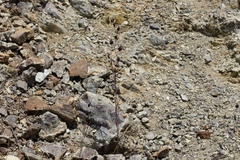 Streptanthus glandulosus niger