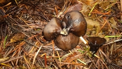 Pseudoplectania vogesiaca