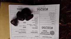 Pseudoplectania vogesiaca