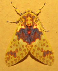 Amaxia osmophora