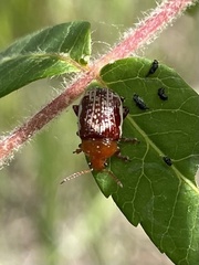 Blepharida