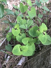 Aristolochia pallida