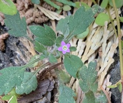 Collomia heterophylla