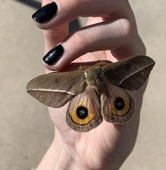 Automeris zephyria