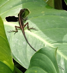 Anolis ventrimaculatus