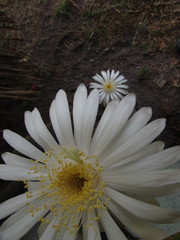 Cactaceae