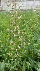 Capsella bursa-pastoris