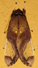 Bertholdia