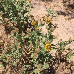 Helianthus ciliaris