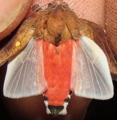 Bertholdia
