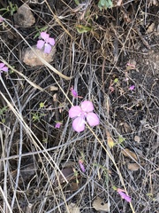 Clarkia bottae