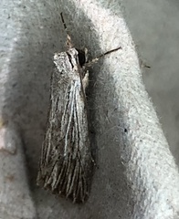 Catabena lineolata