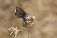 Euphilotes enoptes bayensis