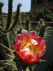 Cactaceae