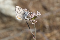 Euphilotes enoptes bayensis
