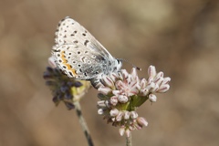 Euphilotes enoptes bayensis