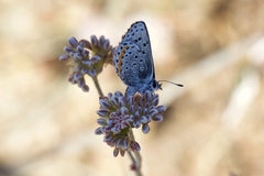 Euphilotes enoptes bayensis