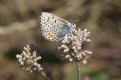Euphilotes enoptes bayensis