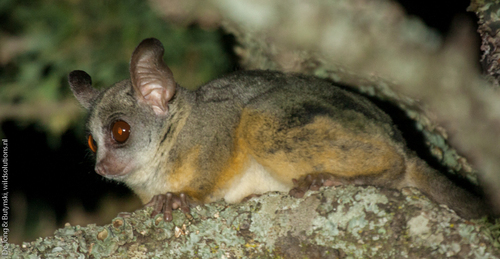 Northern Lesser Galago