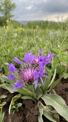 Centaurea fuscomarginata