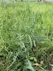 Lactuca tatarica