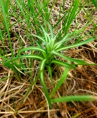 Castilleja sessiliflora