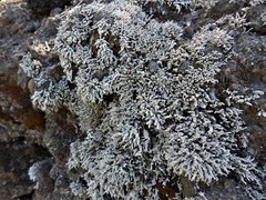 Stereocaulon vesuvianum