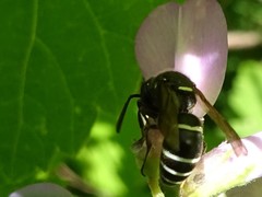 Euodynerus leucomelas