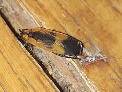 Acroleucus daedalus
