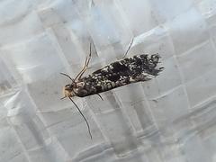 Nemapogon granella
