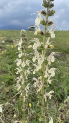 Salvia austriaca