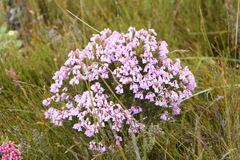 Erica mucronata