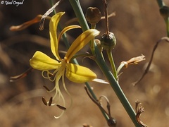 Asphodeline brevicaulis