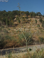 Asphodeline brevicaulis